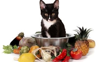 Isn't it about time you started making your own cat food?