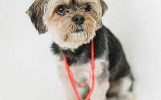 Start a Pet Insurance Company