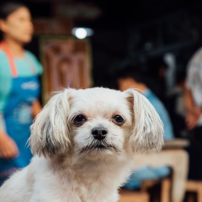 Your kids may even be roping the dog into their antics with an impromptu to dog show