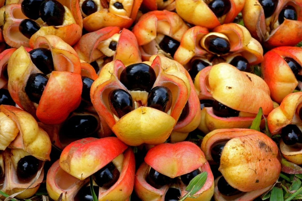 Ackee Fruit