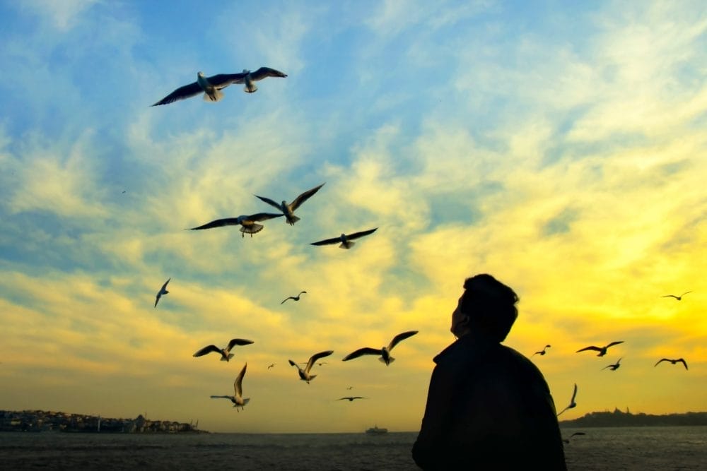 Bird Watching Tune Into Nature