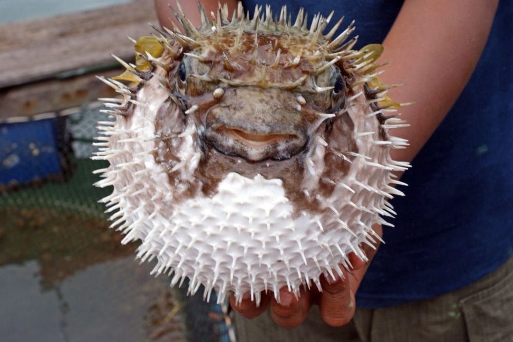 Fugu (Pufferfish)