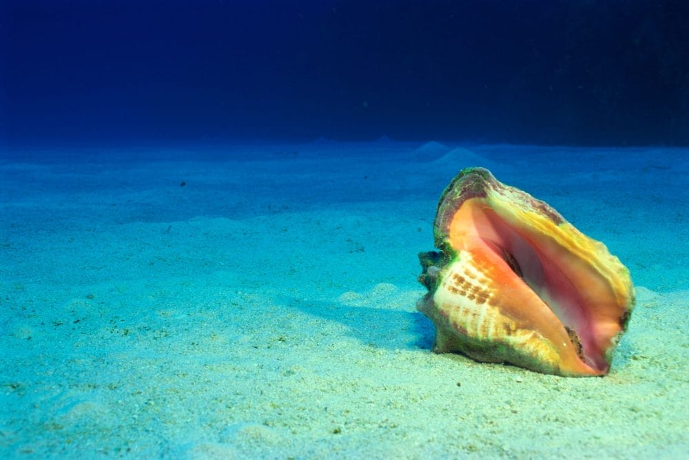 Queen Conch