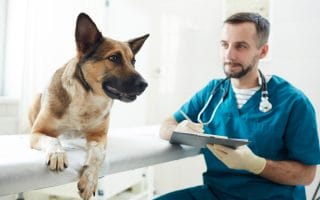 14 pets that rarely need the vet