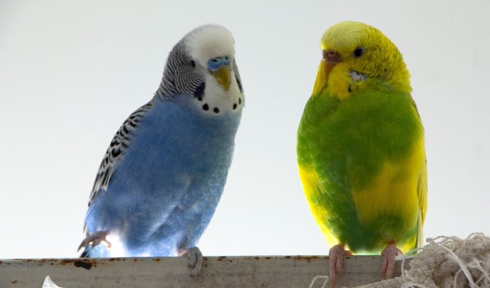 Budgies are pets that rarely need the vet