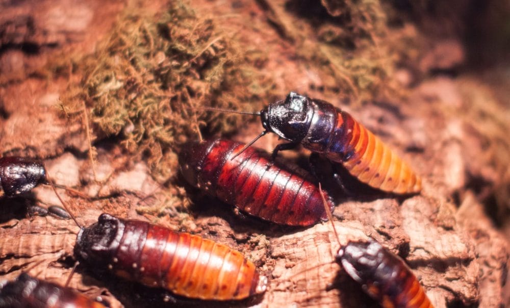 Hissing cockroaches