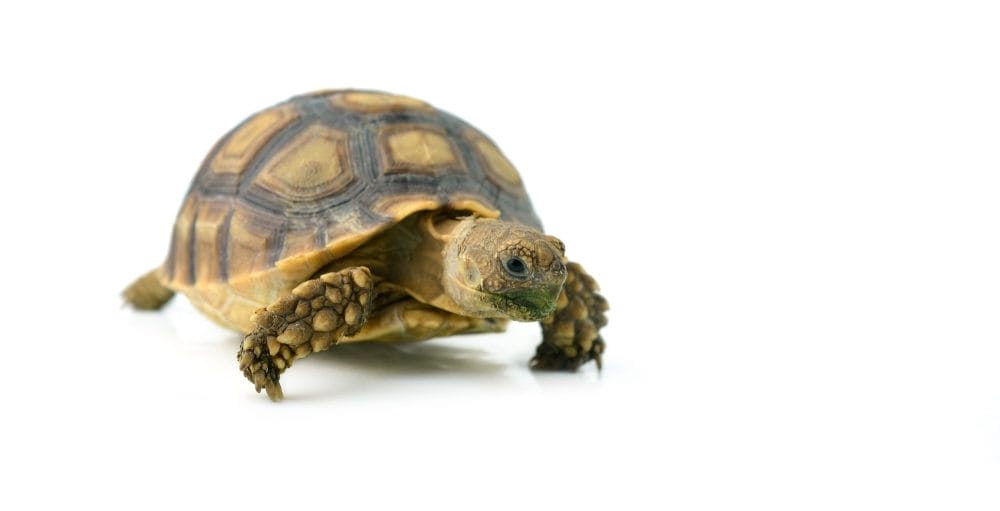 Russian tortoise