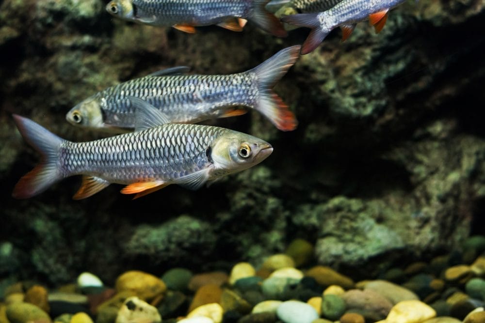 Fish are easy to care for