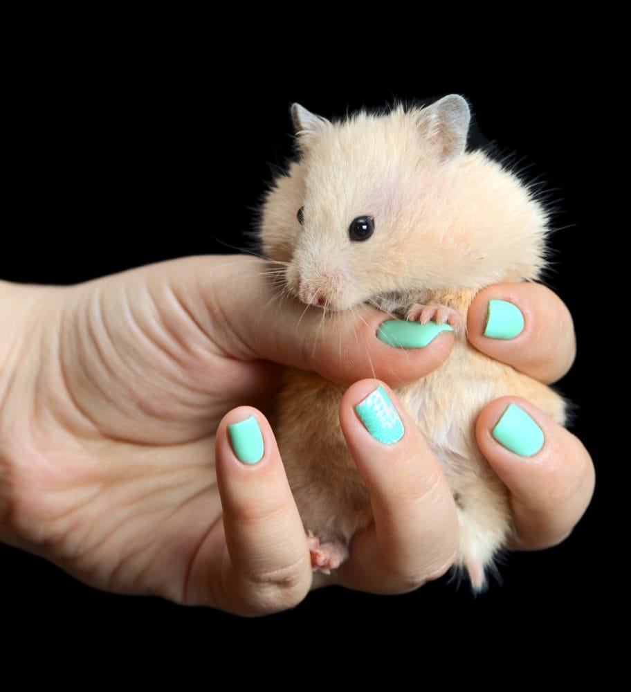 Hamsters have minimal health needs