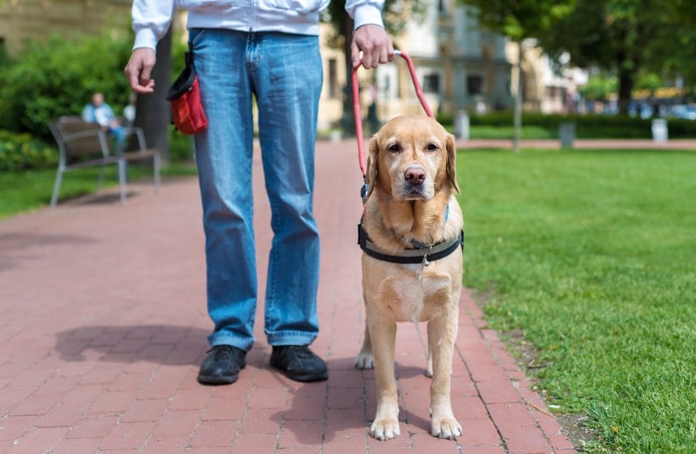 service dog