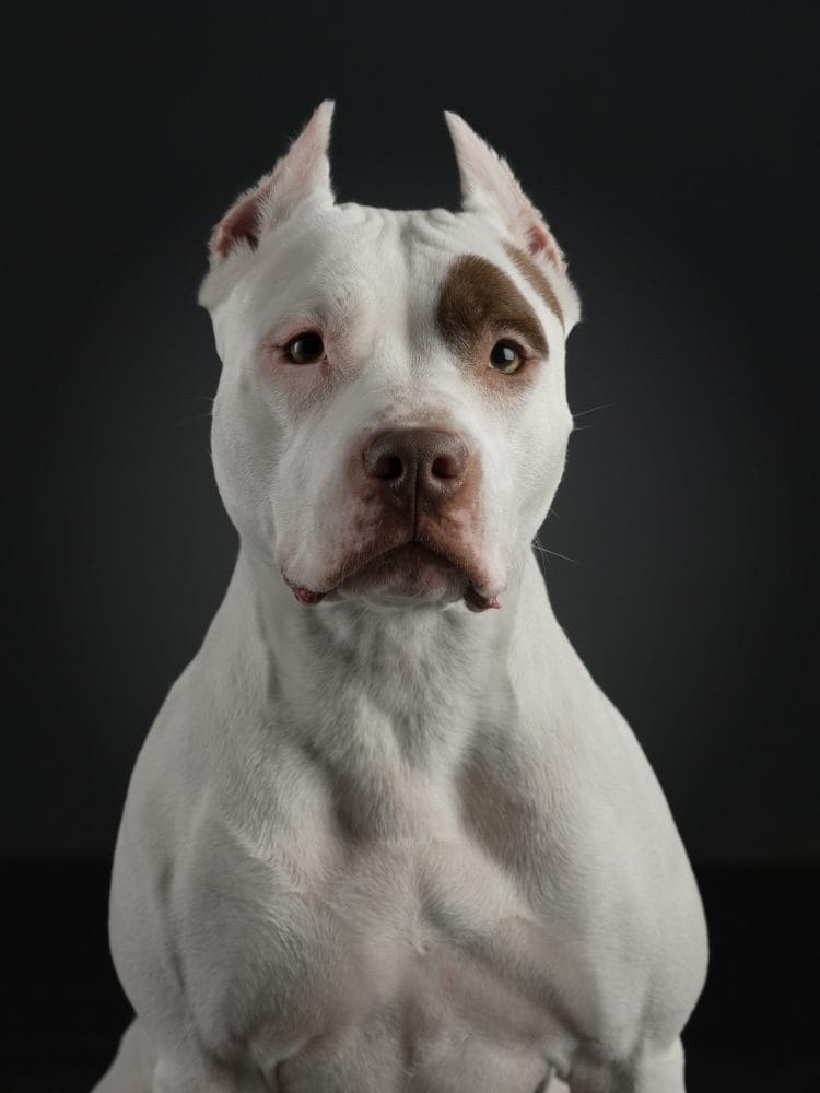 dog breeds