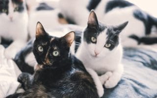 black and black and white cat