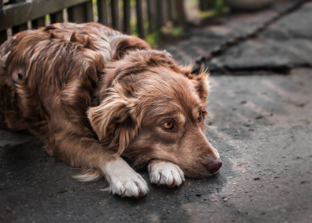Close-up portrait of a dog that is secretly hiding an injury