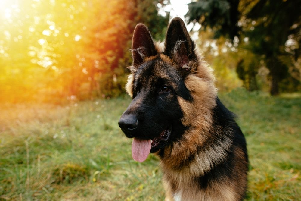 Portrait of young dog German Shepherd