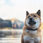 An Akita dog outside
