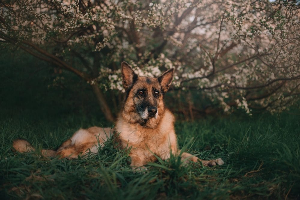 german shepherd dog lying down under a blooming tree