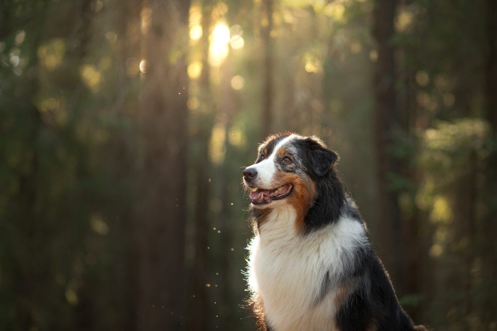 dog in nature. Beautiful forest, light, sunset. Australian Shepherd in the background landscape.