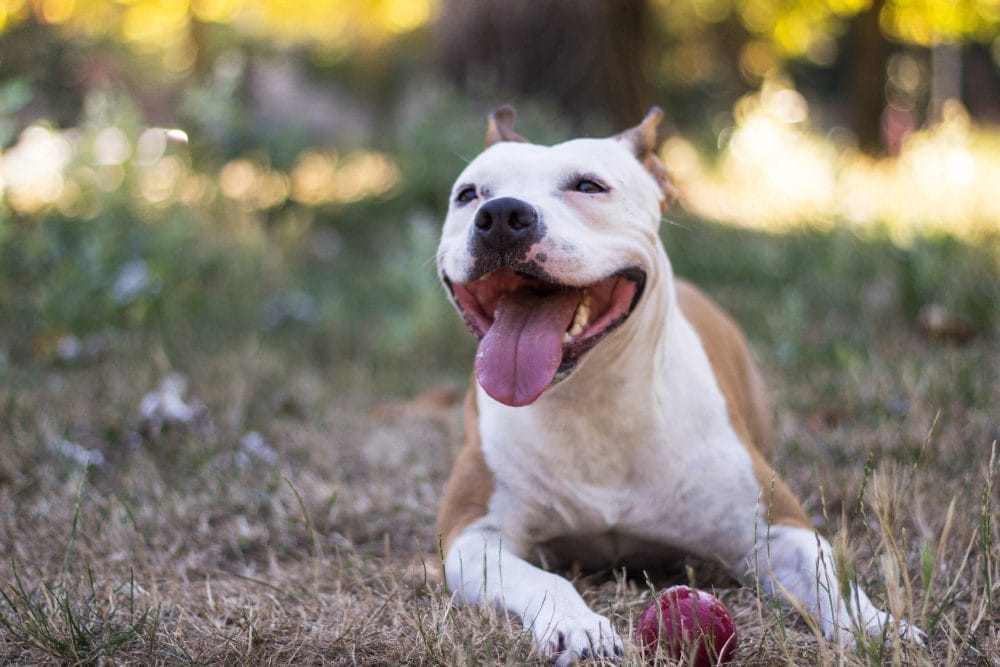 Pit Bulls: one of the dog breeds most likely to be abandoned 