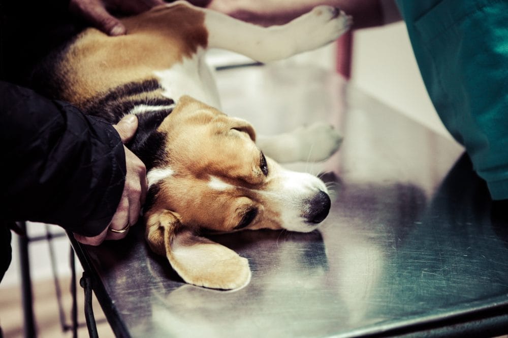 A dog at the vet who is secretly hiding an injury