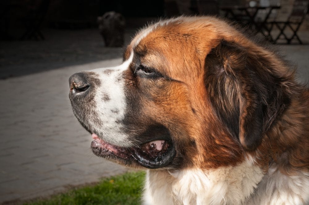 St. Bernard dog