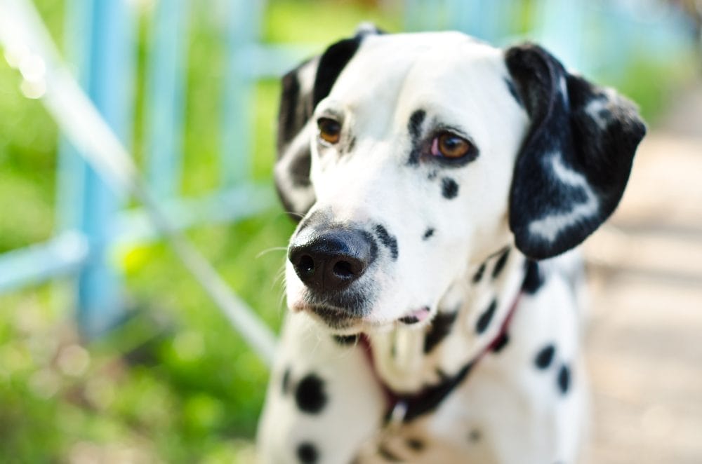 A dalmation: one of the dog breeds most likely to be abandoned 