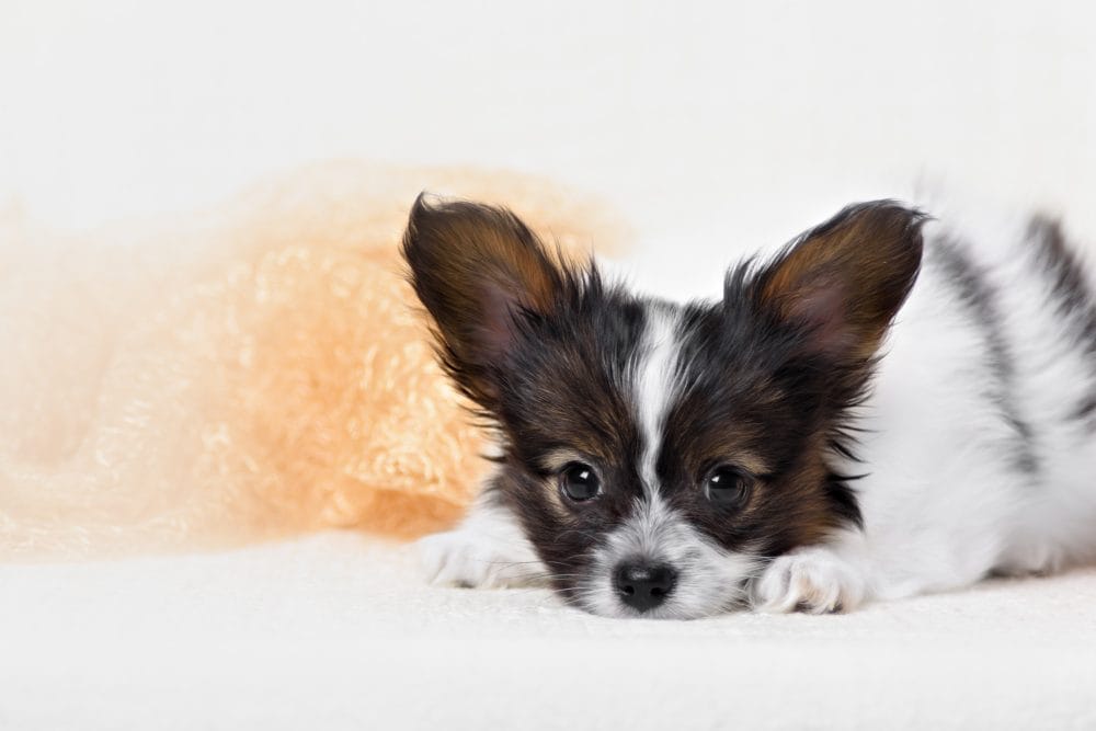 A small dog laying down in front of a white background