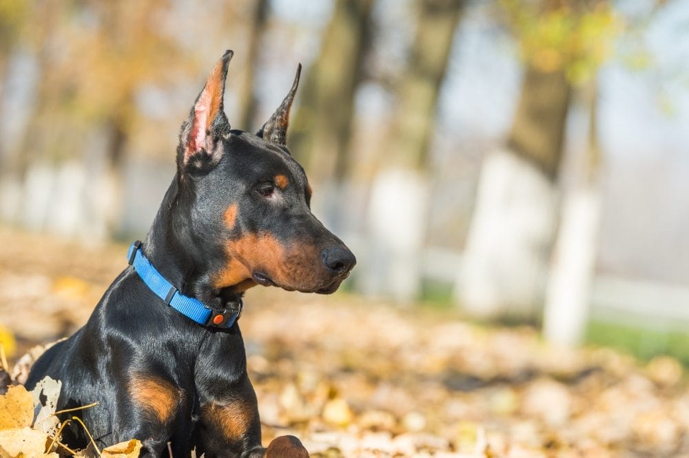 Doberman Pinscher portrait