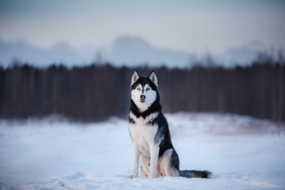 Siberian Husky in the snow outside