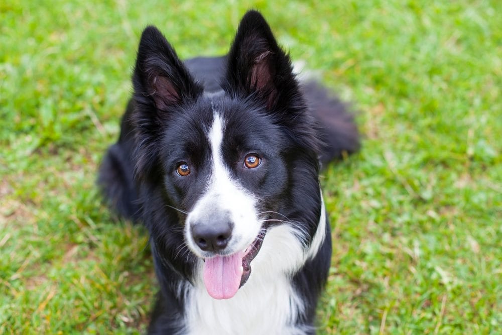 Portrait of border collie lying on the grass