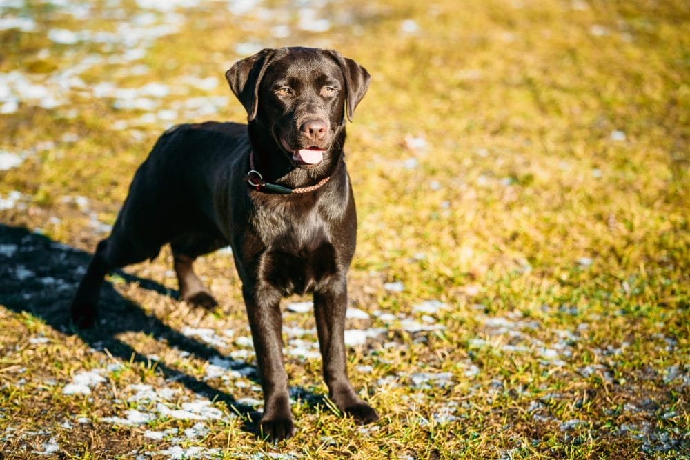 A labrador retriever, which is a kind of dog that will change how you view canines
