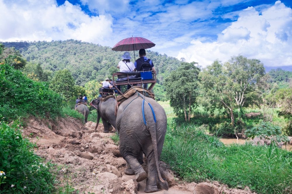 Someone riding on an elephant, one of the tourist attractions that were shut down for ethical reasons