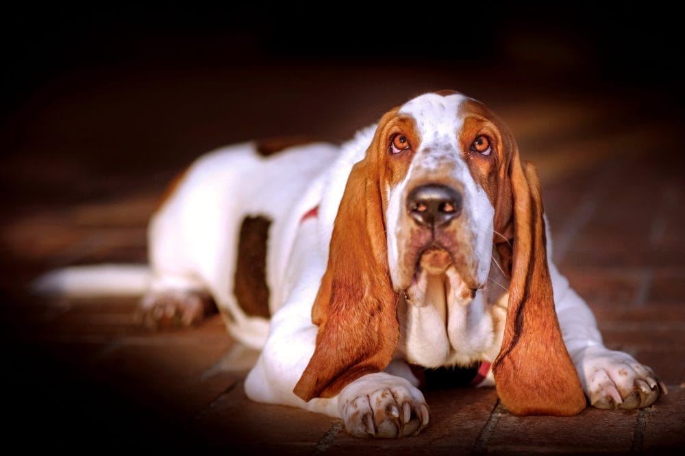 Basset hounds are surprisingly useless as guard dogs.