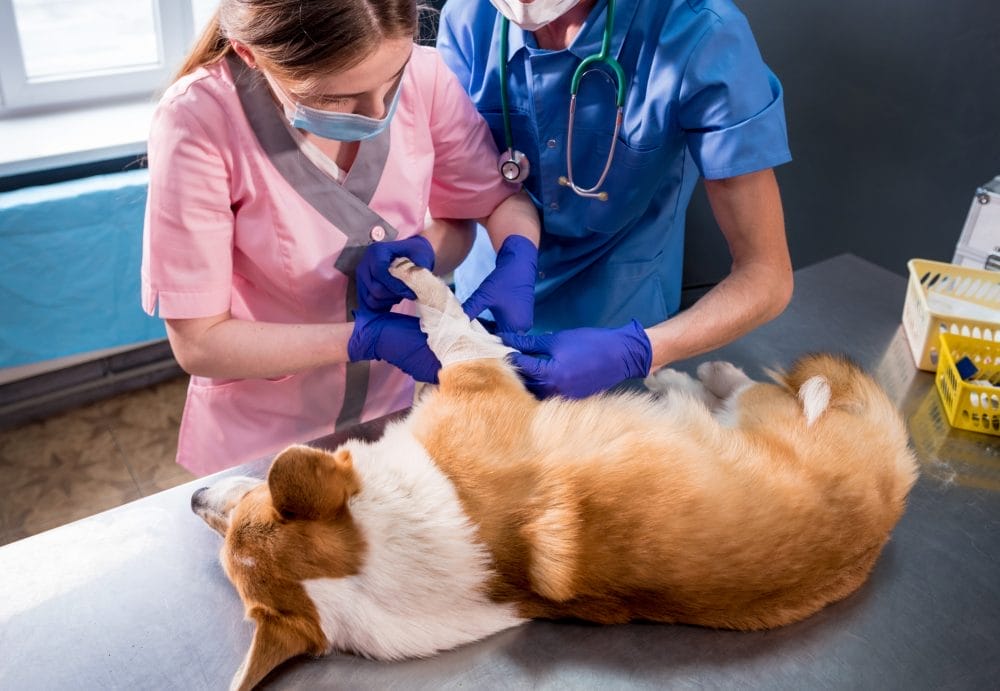 A pet emergency could wipe out your entire savings account. 