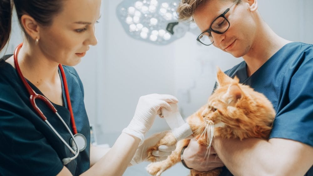 A pet emergency could wipe out your entire savings account. 