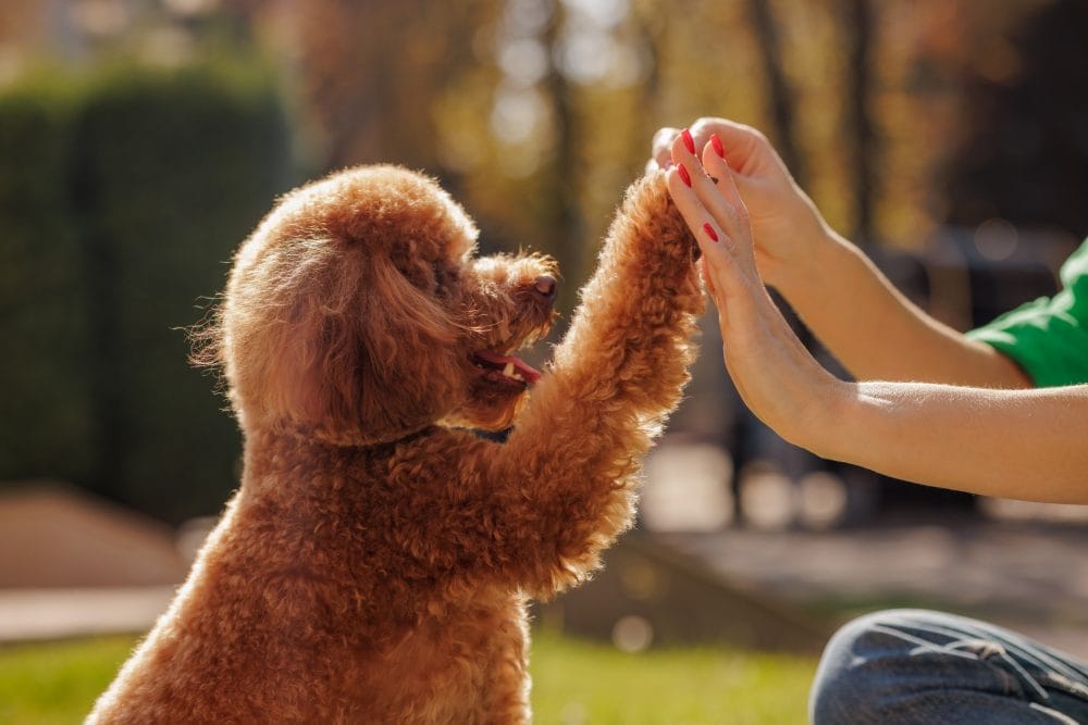 Owning a pet could actually cost you more than a new car.